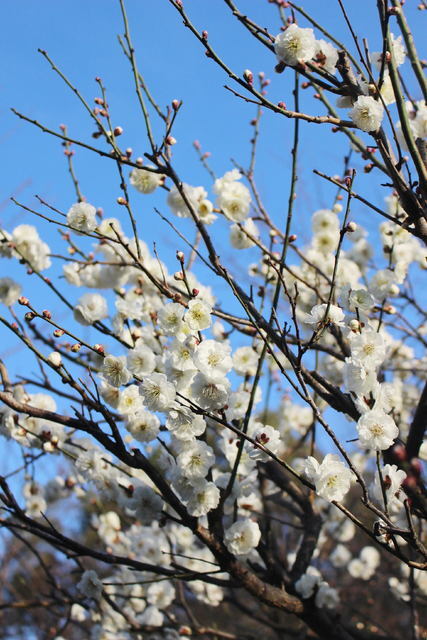 2018年3月18日(日) 日曜礼拝「心新たに」