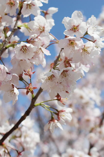 2019年4月14日(日) 日曜礼拝「神に捨てられた救い主」