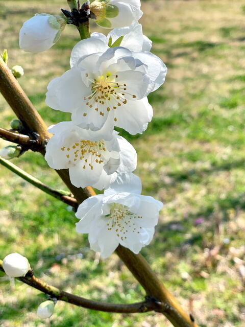 2020年3月22日(日) 日曜礼拝「神の御業の前進」