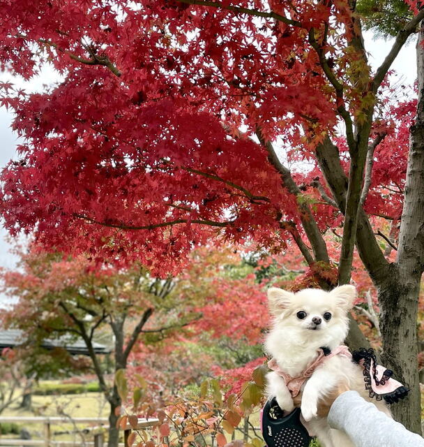 2022年12月4日(日) 日曜礼拝「神にできないことはない」