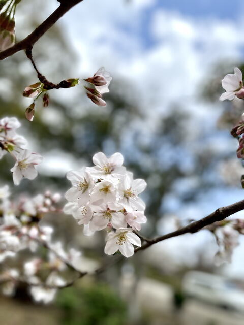 2023年4月9日(日) 日曜礼拝「空の墓」