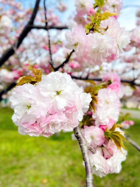 2024年4月28日(日) 日曜礼拝「異邦人の救い」