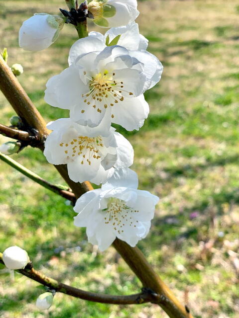 2025年3月30日(日) 日曜礼拝「神の御前で悲しむ」