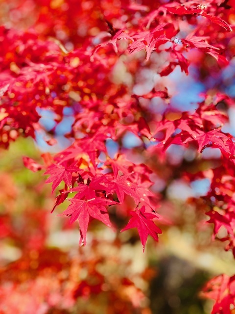 2025年11月23日(日) 日曜礼拝「平和の使者」