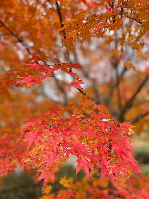 2025年11月30日(日) 日曜礼拝「神の前での正しさ」