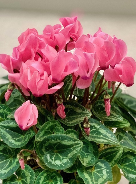 2025年12月28日(日) 日曜礼拝「あなたがたを遣わす」