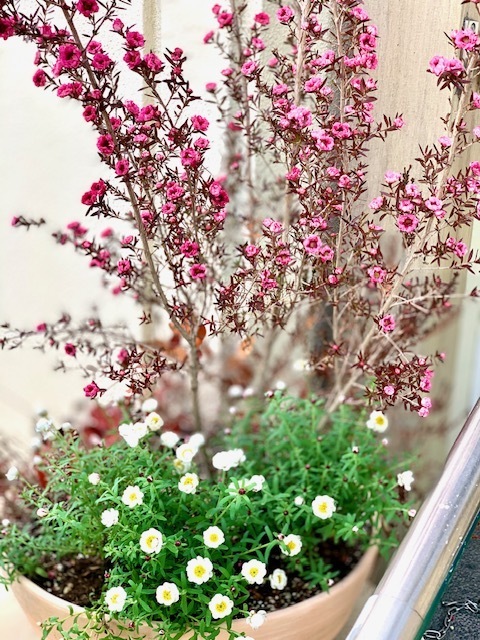 2026年1月4日(日) 日曜礼拝「恐れるな」