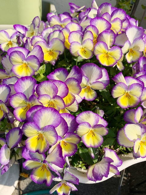 2026年1月11日(日) 日曜礼拝「真の平和」