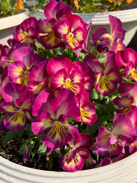 2026年1月25日(日) 日曜礼拝「来るべき方」