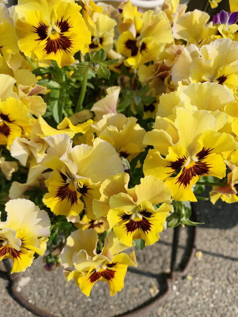 2026年2月1日(日) 日曜礼拝「神の知恵」