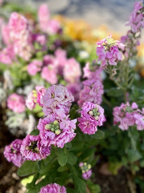 2026年2月8日(日) 日曜礼拝「主イエスの嘆き」