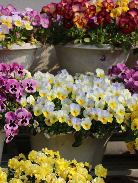 2026年2月22日(日) 日曜礼拝「まことの安らぎ」