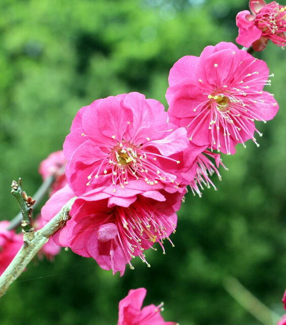 2026年3月15日(日) 日曜礼拝「良い実を結ぶ木」