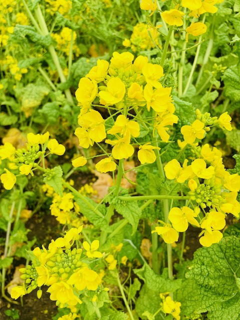 2026年3月22日(日) 日曜礼拝「良い実を結ぶ木」