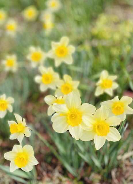 2026年3月29日(日) 日曜礼拝「十字架のかげに立つ」