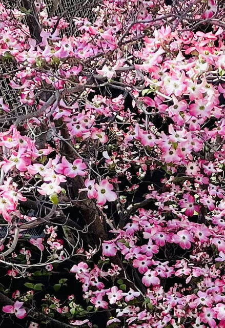 2026年4月26日(日) 日曜礼拝「種を蒔く人の譬え」