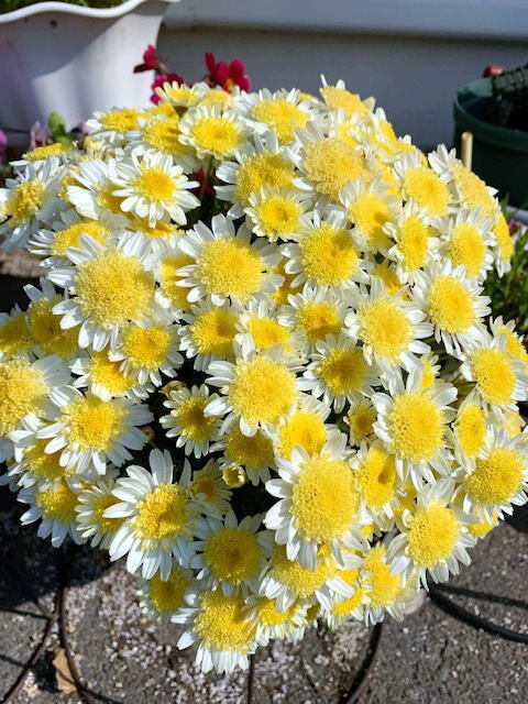 2026年5月3日(日) 日曜礼拝「毒麦のたとえ」